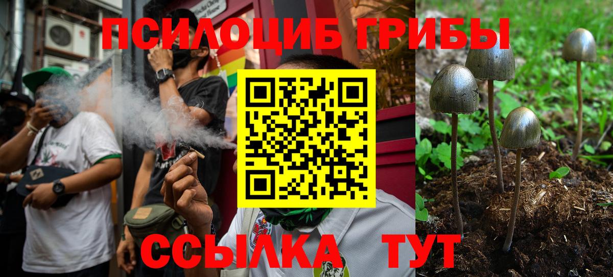 Галлюциногенные грибы мицелий  Шали  Псилоцибиновые грибы Psilocybe 